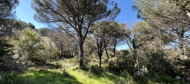 Plot in a pine forest with approved UTU conditions, Zagora