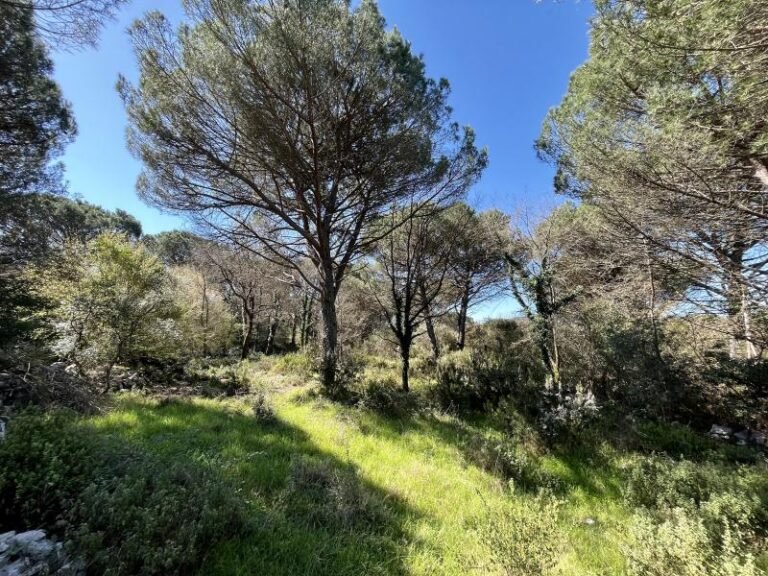 Участок в сосновом лесу с одобренными UTU условиями, Загора